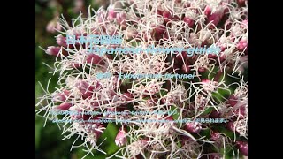 糸を吐く？！Flowers that spit thread? !!   藤袴（ふじばかま）Eupatorium fortunei   季節の花　日本花図鑑　Japanese flower guide