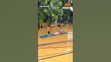 Một pha “giải cứu” khiến CĐM cười ngất: Bé heo được đưa lên mái tôn tránh lũ, ai ngờ thơm phức luôn