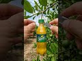 I grew a tiny lemon inside a real Sprite bottle… and it turned into the bottle shape 🍋😳  The lemon