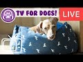 TV for Dogs! Nature and Bird TV to Entertain Dogs with Relaxing Music!