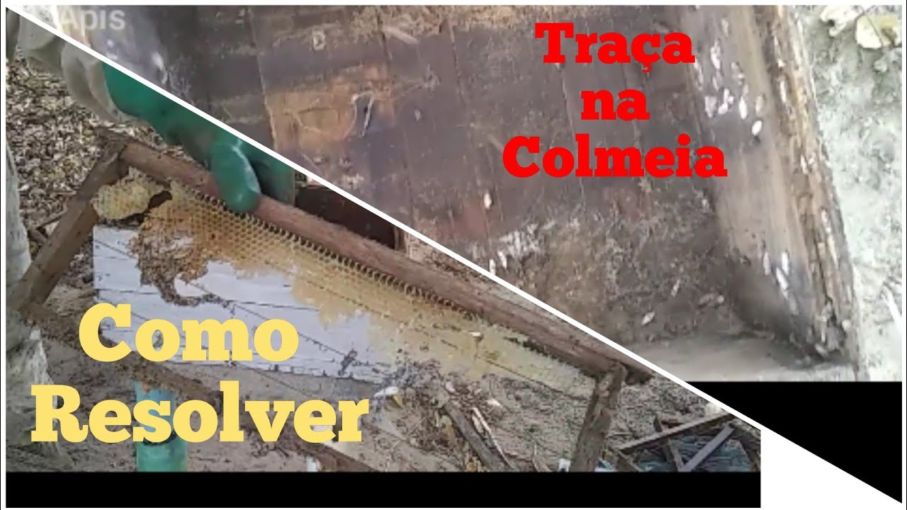 ataque de traça na colmeia,,
