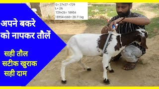 How to weight goat | Animal measurement | pashu ka vajan by Pasu Pkshi 535 views 6 months ago 4 minutes, 51 seconds