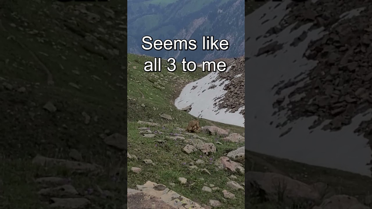 My Fav Marmots Menzbier’s