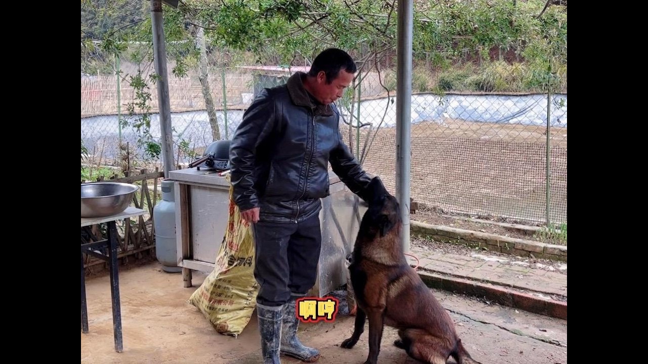 照看黑狼的第二天，带老爸熟悉一下，这狗太有灵性了，真棒！