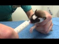 Orphaned baby long tailed weasel feeding