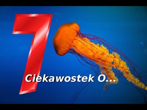 Wideo: Jaka jest najbardziej trująca meduza na świecie?