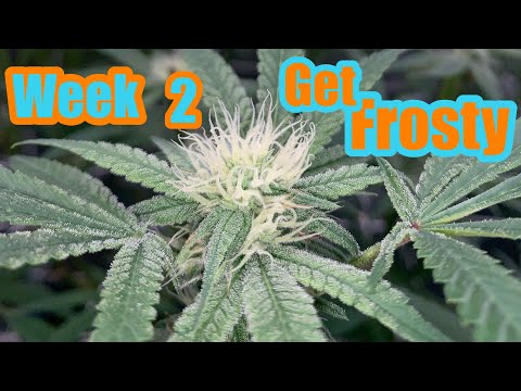 HYDROPONIC GROW FC-8000 & AIR CUBE SYSTEM