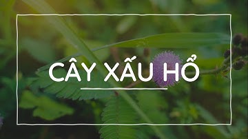 Bài 7: Cây xấu hổ - Phần 2 - Tiếng Việt lớp 2 [OLM.VN]