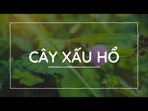 Video Bài 7: Cây xấu hổ - Phần 2 - Tiếng Việt lớp 2 [OLM.VN] - youtube