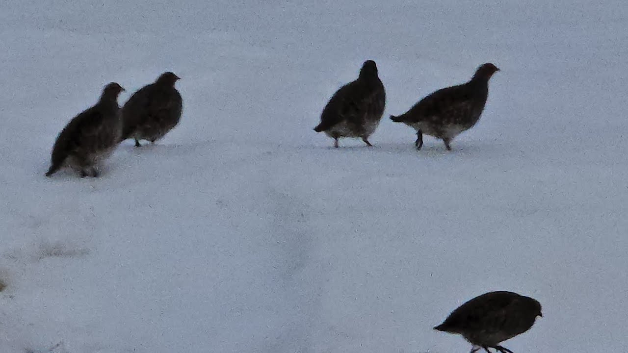 Куропатки за домом 