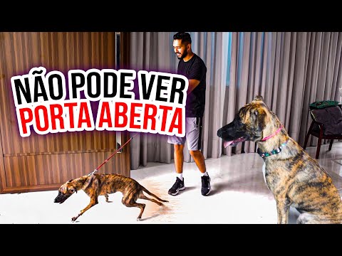 Vídeo: Impeça que seu cão fuja da porta toda vez que você abrir