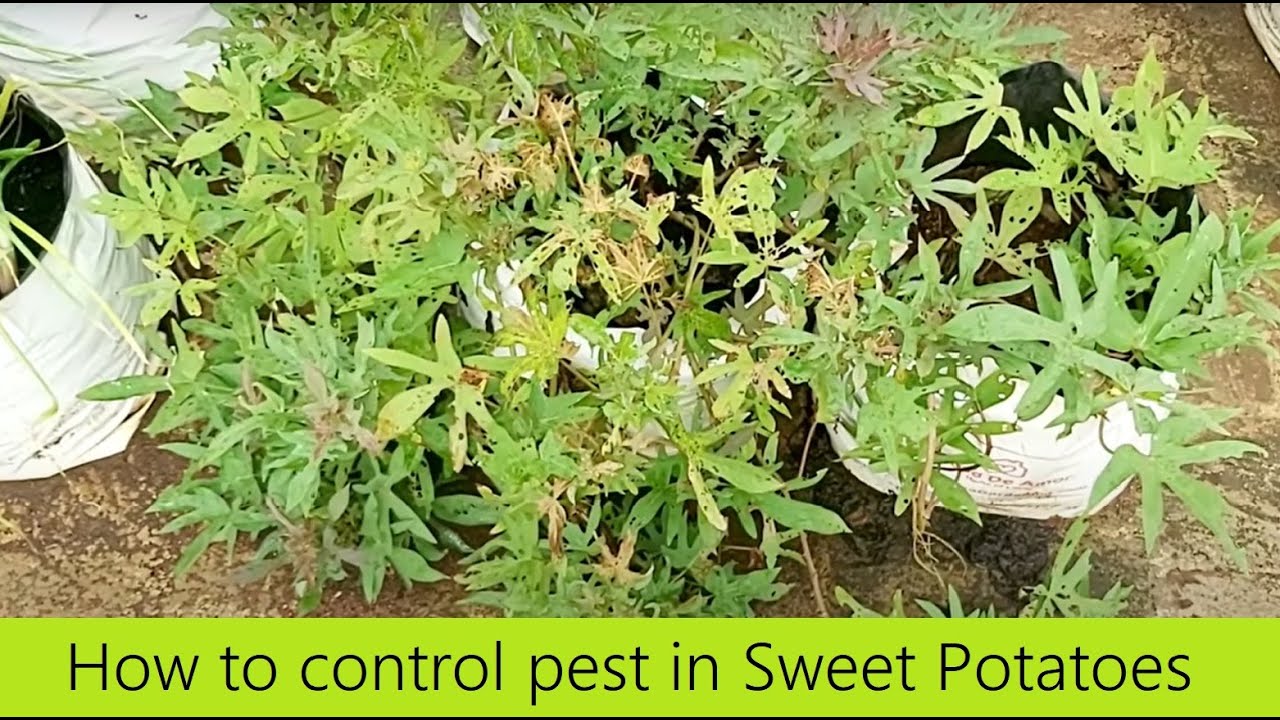 How to prepare organic pesticide at Home for Terrace Garden / Organic
