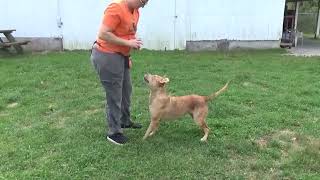Maggie Moo - fun loving dog all ready for adoption at Brown County Humane Society