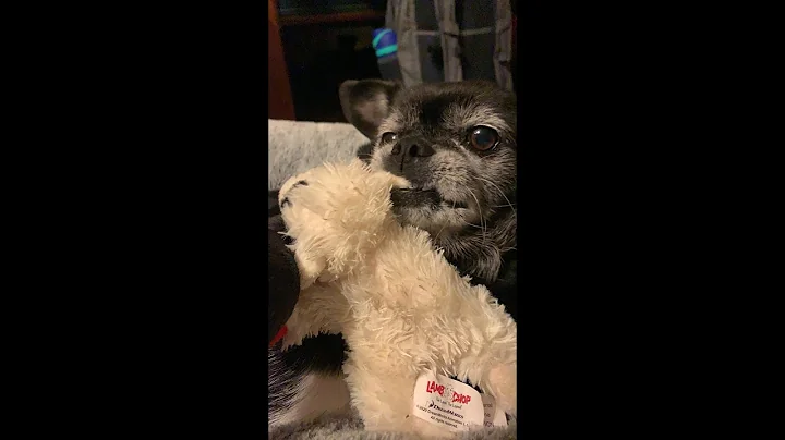 Donkey Stomper 300HD-HG-2 PILL Dog Box #2 CW Transmitter