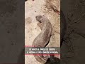 De mascota a símbolo de libertad: la historia de Otto conmueve al Vichada