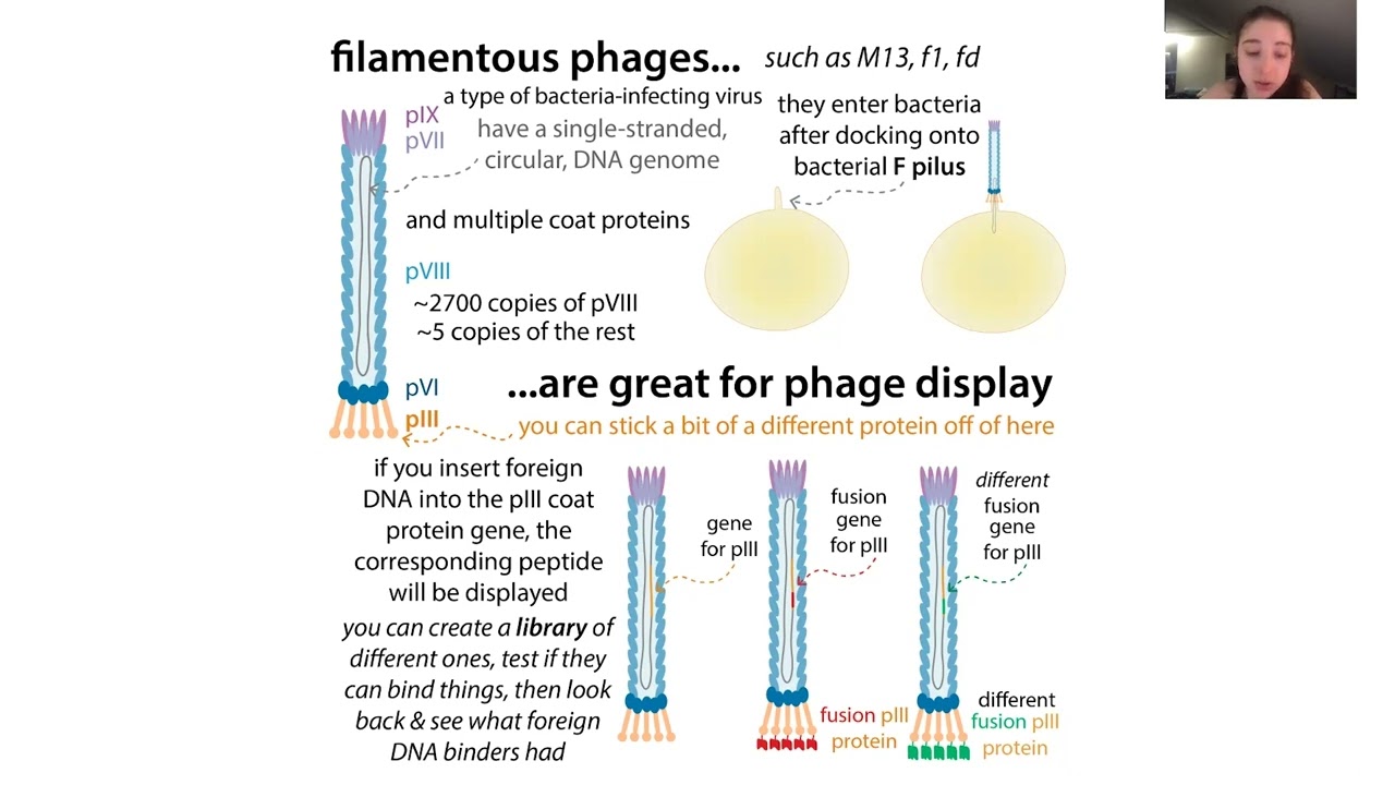Phage display - theory, techniques, & uses - YouTube