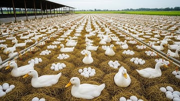 Inside the duck farm, from hatchery to field-ready ducklings