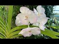 Обзор коллекции орхидей на сентябрь 2020. Новости из моего огорода.  Орхидеи в доме.