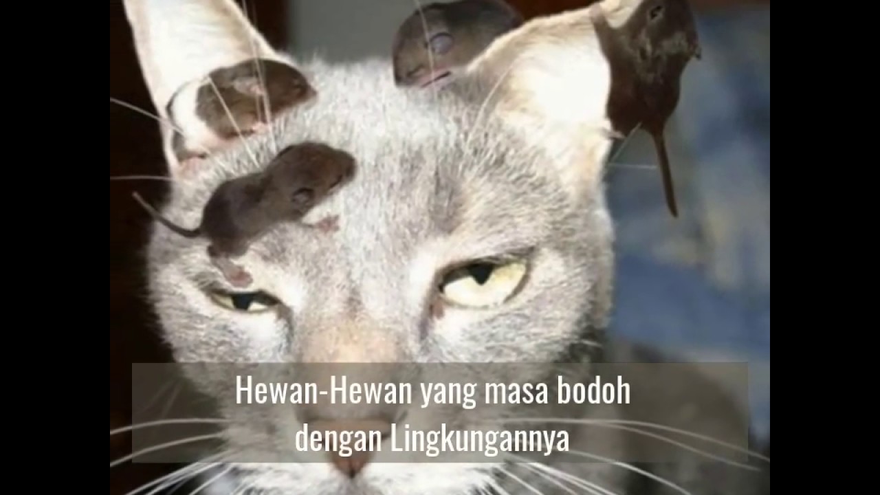 Hewan Hewan Lucu Yang Masa Bodoh Dengan Lingkungannya YouTube