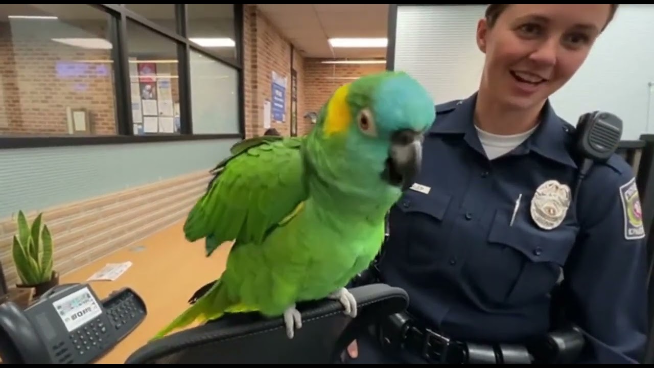 Talking Parrot Falls in Love with Officer Miller 😳🦜 | 10 Minutes of Non-Stop Comedy