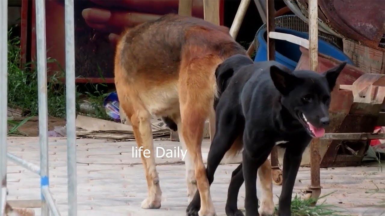 Awesome Rural Dogs !! Dog Meeting for the Summer Season in Village