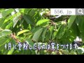 さくらんぼの樹。5月中旬頃の様子は花が散り実をつけます！桜桃収穫は6月下旬頃