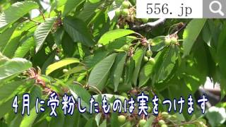さくらんぼの樹。5月中旬頃の様子は花が散り実をつけます！桜桃収穫は6月下旬頃