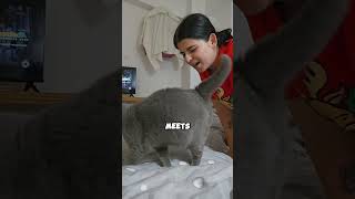 Meet The Scottish Fold Cat Breed.