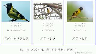 鳥, 目 スズメ目, 科 アトリ科, 区画 2 bird クロヒワ チベットヒワ ショウジョウヒワ ニシムナフヒワ サフランヒワ ドラケンスバーグヒワ タテフカナリア ケニアハシブトカナリア