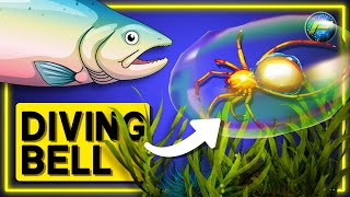 How Do SPIDERS Live Underwater ? | SPIDER Facts No One Knows