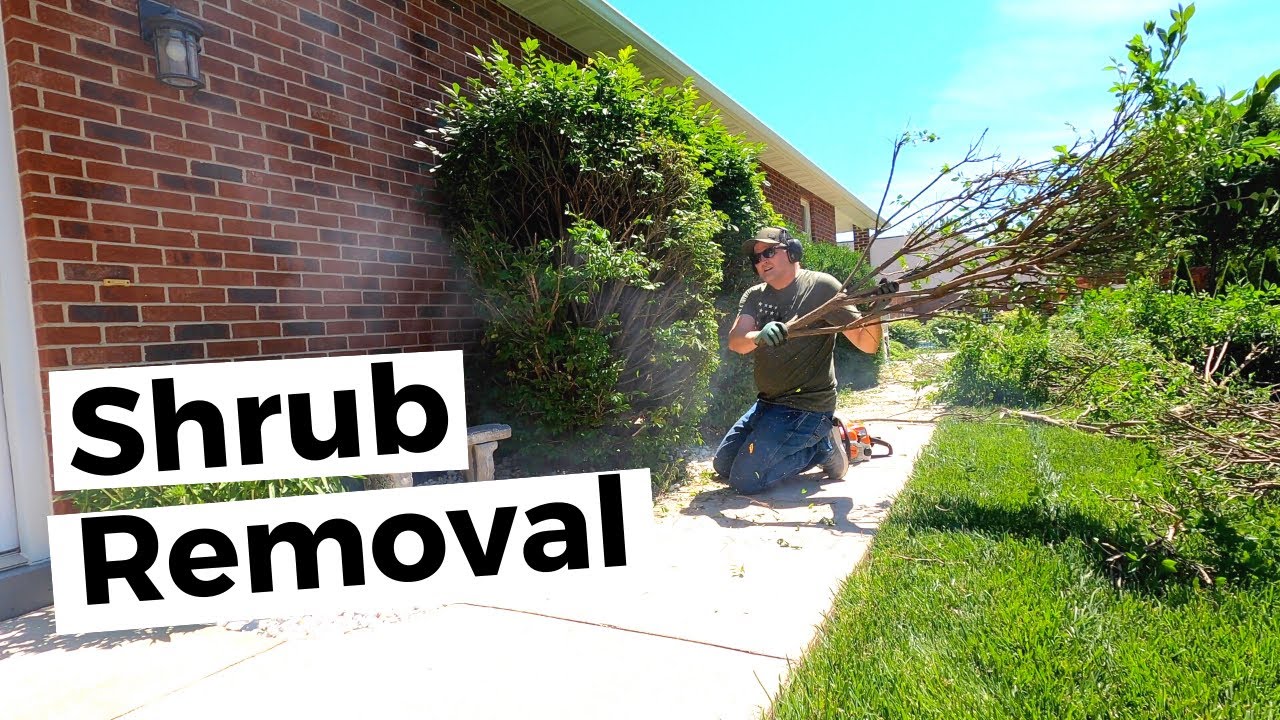 Removing some overgrown bushes and didn’t lose a limb! YouTube