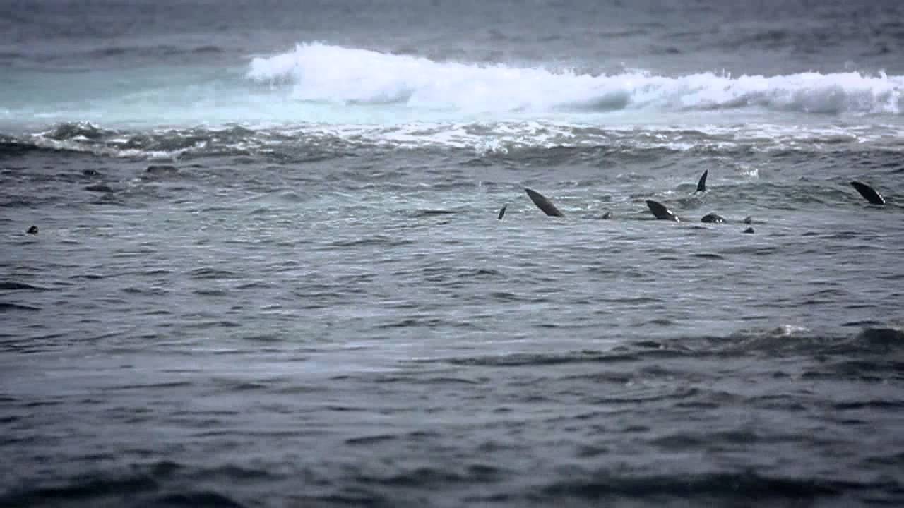 Ecuador Loves Surf Galápagos la voz