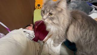 一段と甘えん坊になった猫 サイベリアンThe cat has become even more affectionate. Siberian