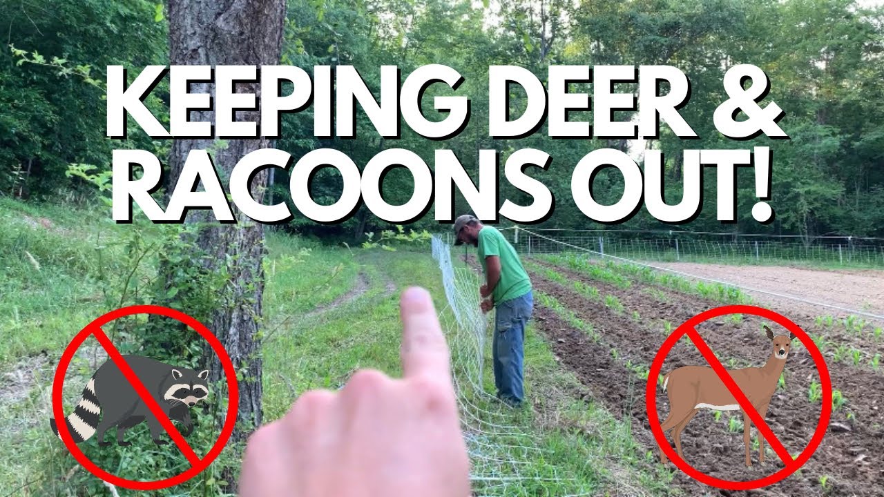 How to Keep Deer and Other Varmints OUT of Your Garden! June 19