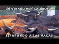 Toros de Fuente Ymbro: separación de vacas en verano para tentadero | Toros desde Andalucía