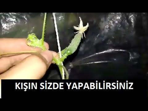 Video: Kışın Sebze Nasıl Yetiştirilir?