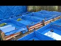 Diy bamboo trapal pond with drainage system  cheapest pond in the whole world english subtitle