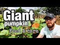 GIANT PUMPKIN - FEED - WATER - CARE how to grow a winner