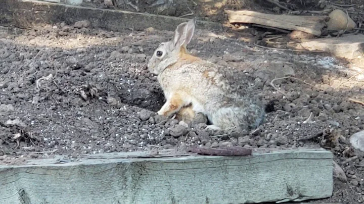 Bunny Nursing