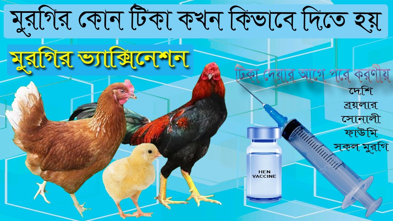 মুরগিকে কখন কোন টিকা কিভাবে দিতে হয়। মুরগির ভ্যাকসিন তালিকা। মুরগির ভ্যাক্সিনেশন