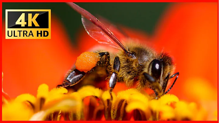 Breathtaking Colors of Nature in 4K 🌻 Stunning Flowers - Relaxing Music UHD TV Screensaver