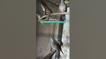 perkutut jinak dlm aviary #viral #burung #perkutut #perkututjinak #fyp #viral