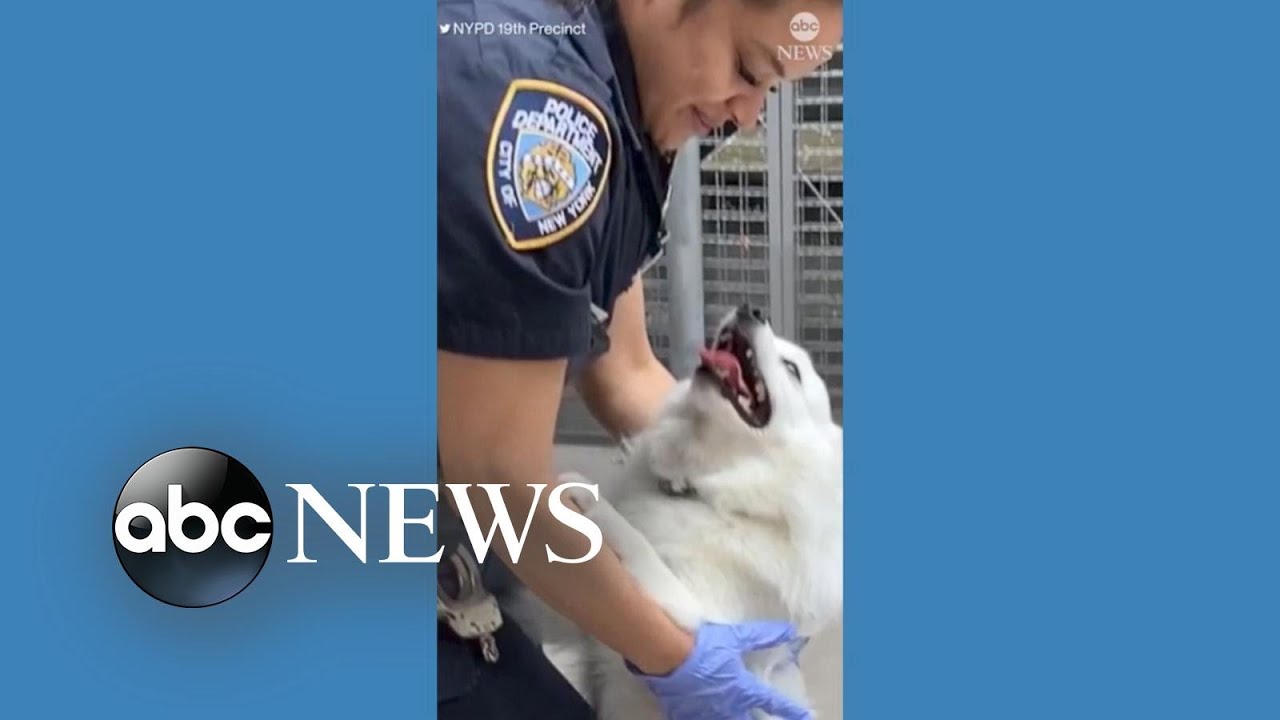 New York City police officer adopts dog rescued