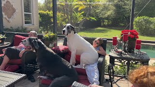 Funny Great Dane Lap Dogs Have No Respect For Personal Space  Sharing Is Caring