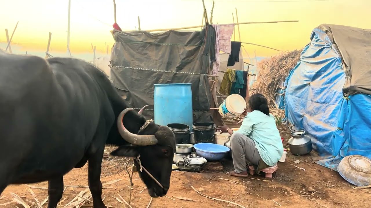 आवडी माजी दोन दिवाची आहे गाड्या भराय ऊसीर झाला मी आले पुड बोल की तीला सगळ कळत बोलती ती माज्या संग😱
