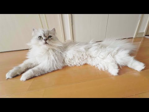 【ペルシャ猫】先住猫と仲良くなりたい猫が頑張って距離を縮めようとする姿が可愛すぎました