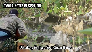 JUGGLE FEVER HUNTING || JAGO POINTS, GARANGAN BONUS