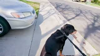 Macho Goes For a Walk by Macho the Rottweiler 116 views 3 months ago 8 minutes, 4 seconds