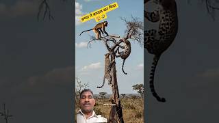 बन्दर ने कमाल कर दिया 🐒🤣। #monkey #funny #viral #shorts