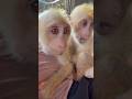 Hello… daddy’s little girl is here 🐒💛#CuteMoments #MonkeyLove #DaddysGirl #Wholesome #ReelsDaily